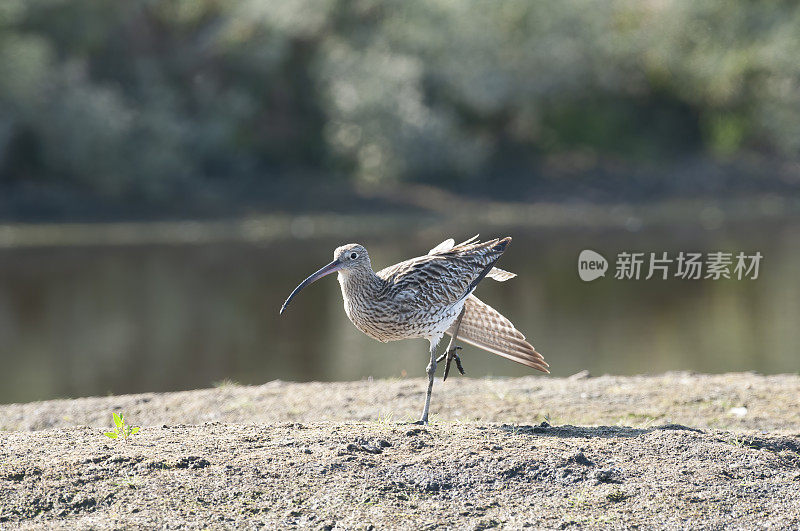 欧亚鹬 (Numenius arquata)